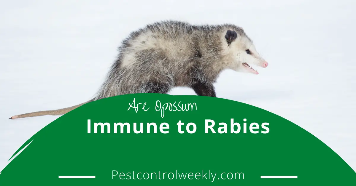 Are opossum immune to rabies