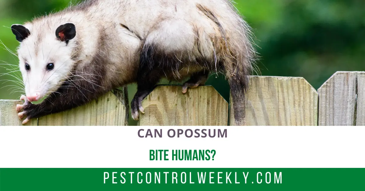 Do opossums bite humans