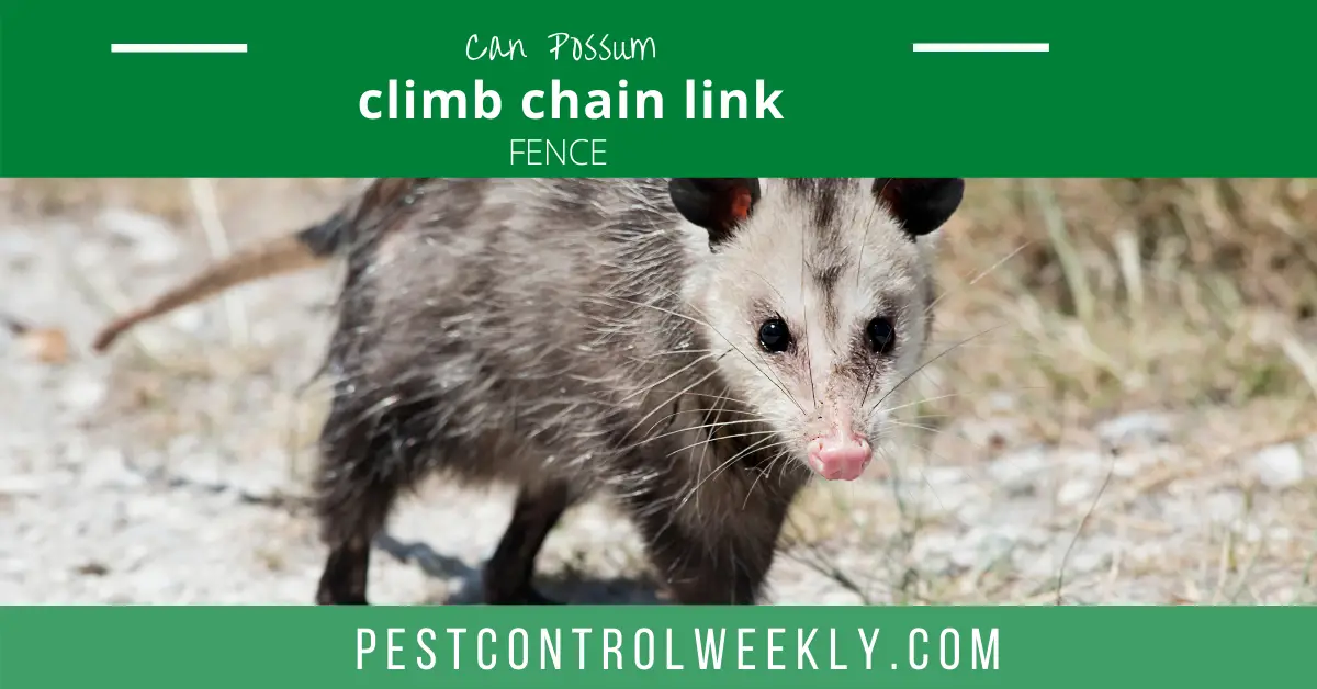 possum climbing the chain link fence
