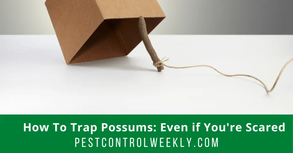 How to trap possums