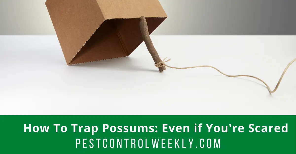 How to trap possums