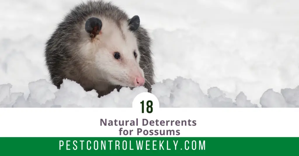 natural deterrent for opossum