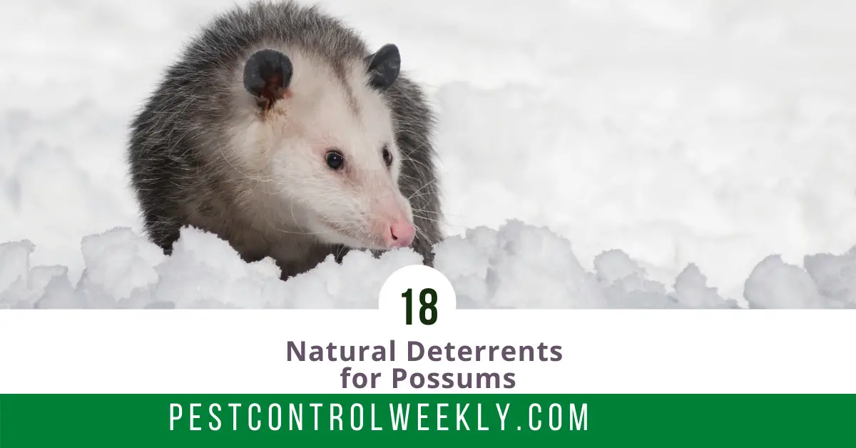 what are the natural deterrent for possum
