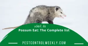 What do possums eat? Possum diet and eating habits