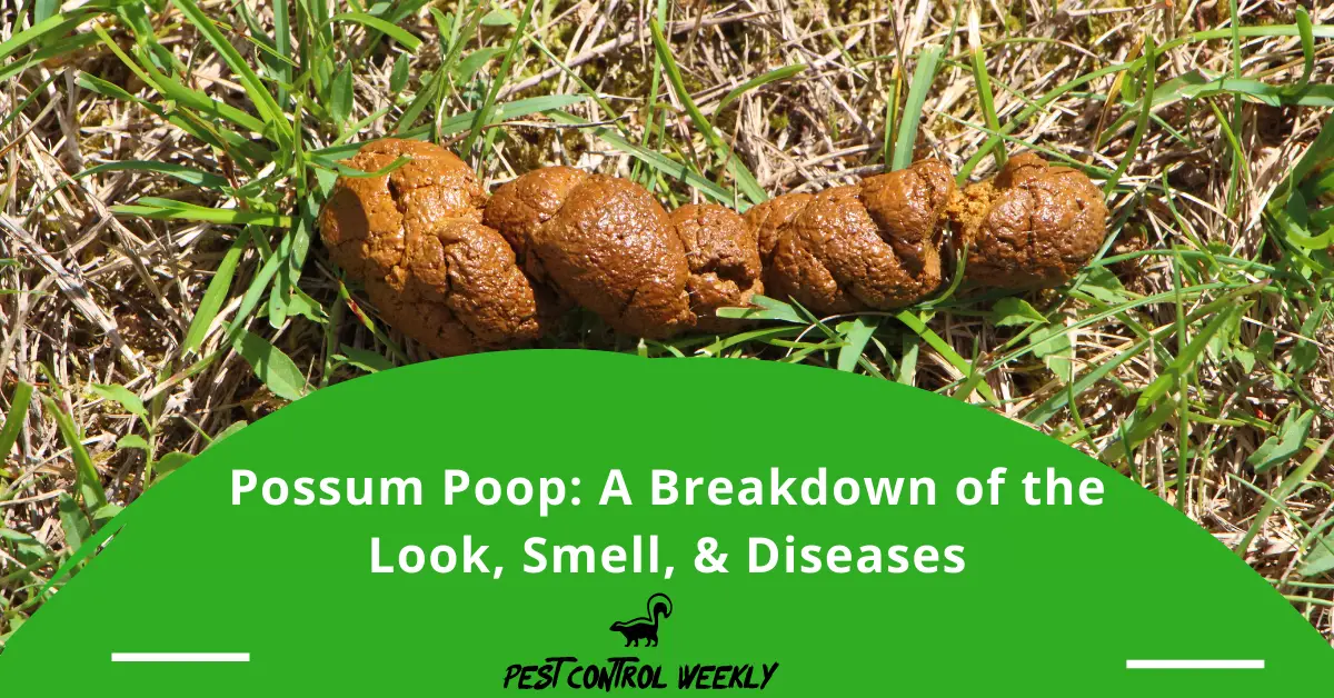 what does possum poop look like