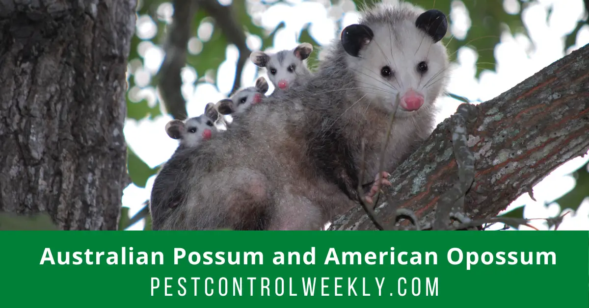 Australian Possum and American Opossum: Key Main Difference