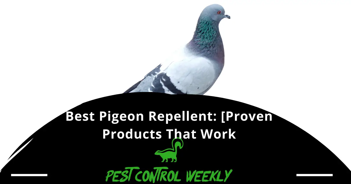Best Pigeon Repellents