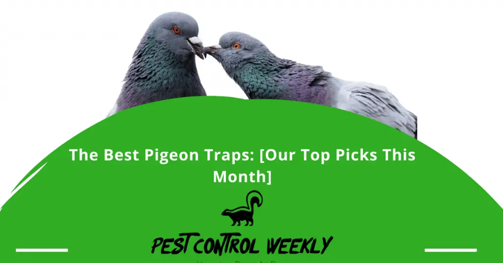 Best Pigeon Traps