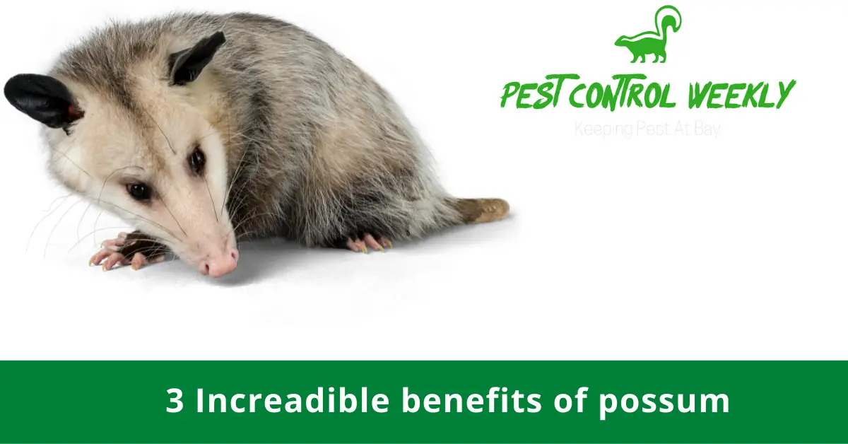 Benefits of possum