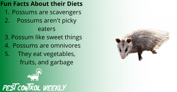 What Do Possum Eat: The Complete Food List ( & Diet)