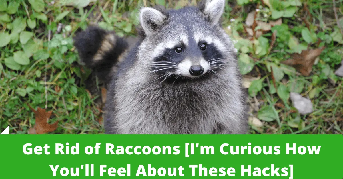 Get rid of raccoons
