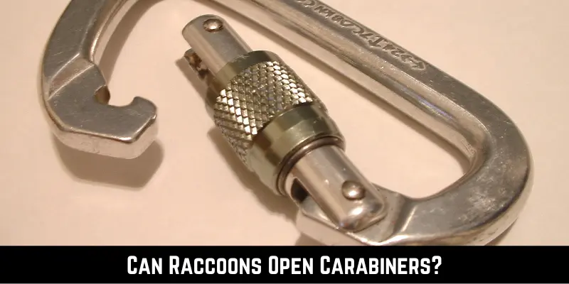 Can Raccoons Open Carabiners