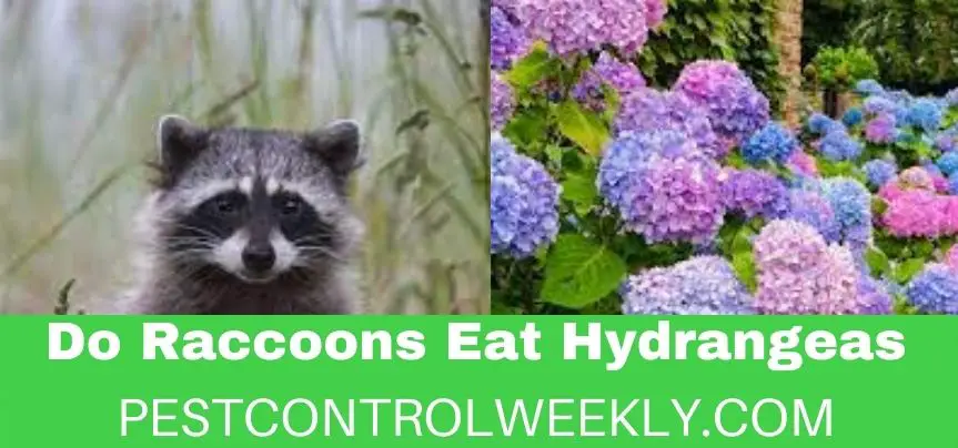 Do Raccoons Eat Hydrangeas