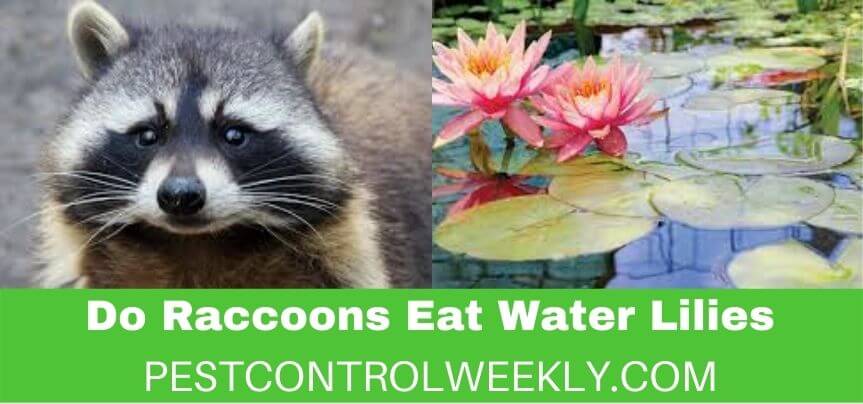 Do Raccoons Eat Water Lilies