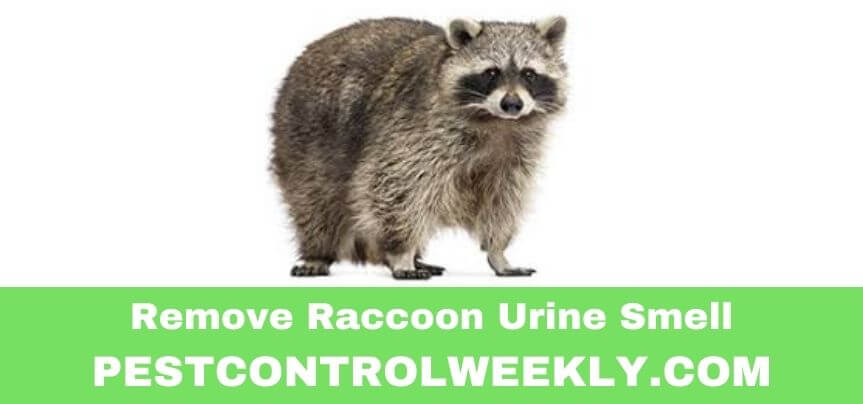 How To Remove Raccoon Urine Smell