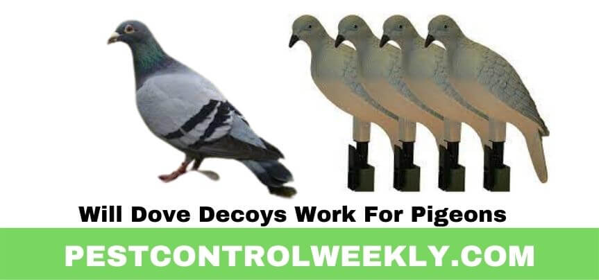 Will Dove Decoys Work For Pigeons (1)