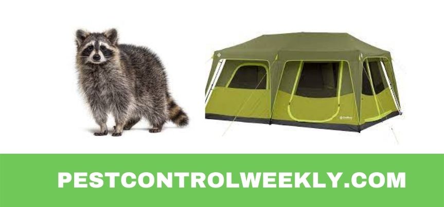 can raccoons unzip tents