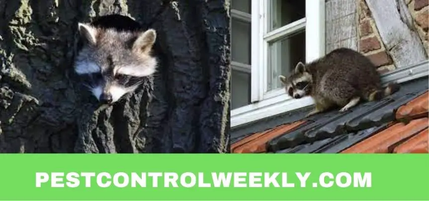do raccoons build nests