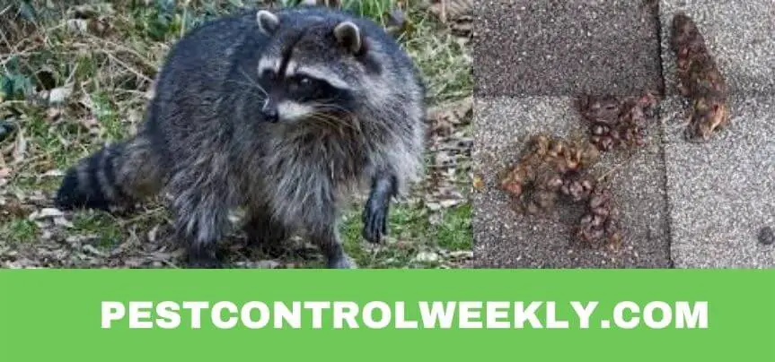 can raccoons bury their poop