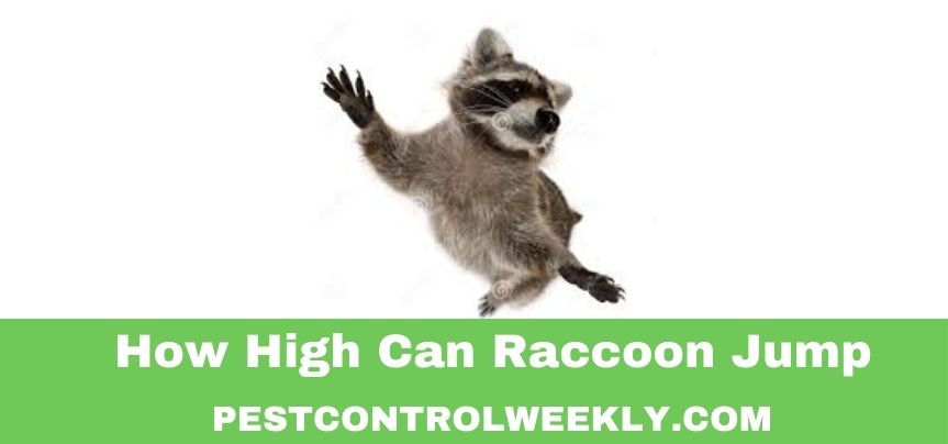 how high can a raccoon jump from the ground