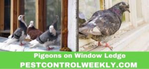 How to Stop Pigeons Sitting on Window Ledge