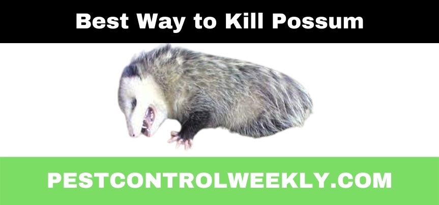 best ways to kill a possum