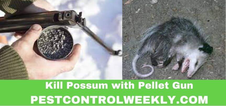 can you kill a possum with a pellet gun