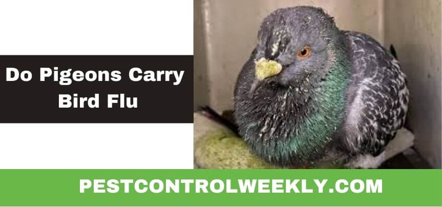 do pigeons carry bird flu