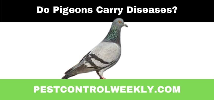 do pigeons carry diseases