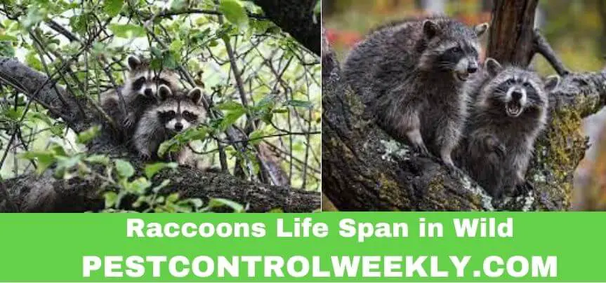 how long can raccoons live in the wild