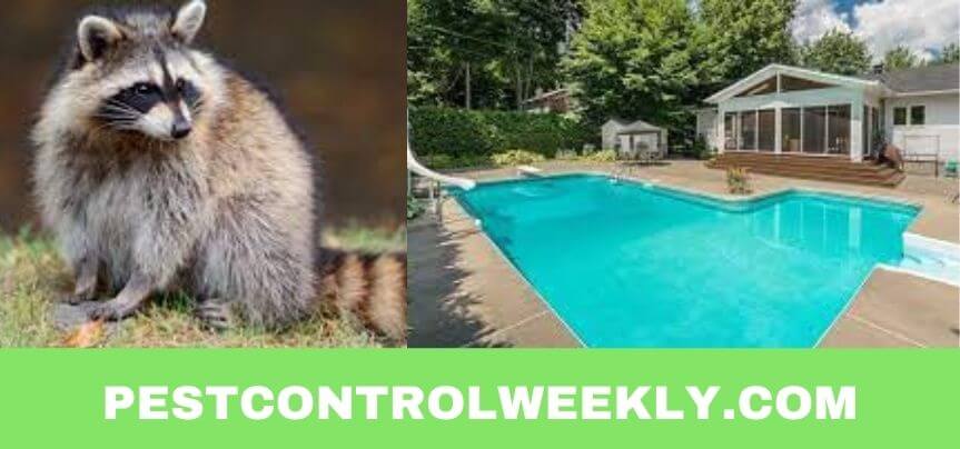 how to clean raccoon poop in pool