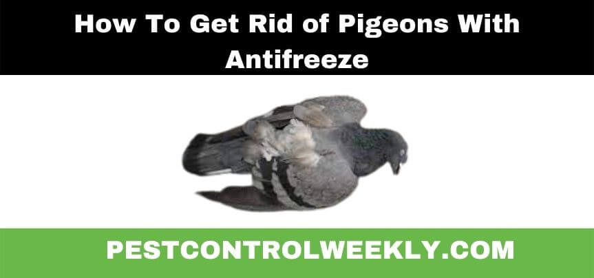 how to get rid of pigeons with antifreeze