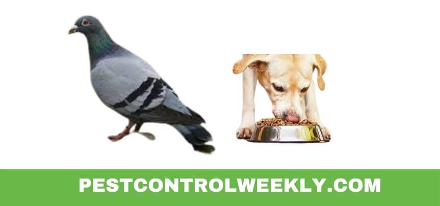 how to stop pigeons from eating dog food