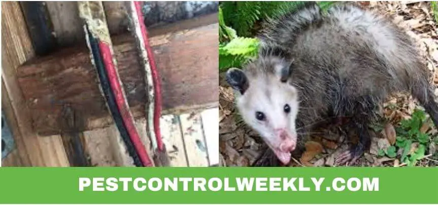 how to stop possums from chewing wires and Wood