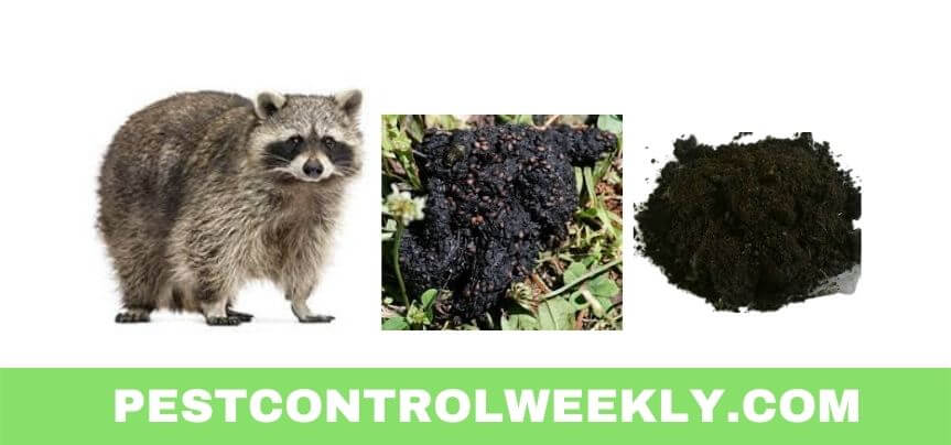 is raccoon poop a good fertilizer