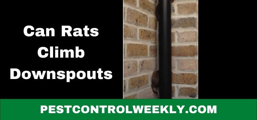 can rats climb downspouts