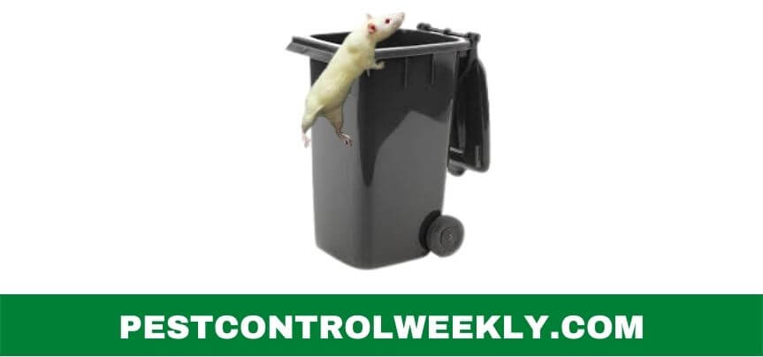 can rats climb plastic bins