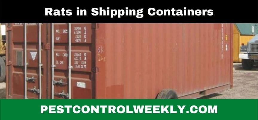 can rats get into shipping containers