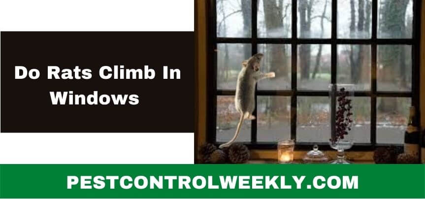 do rats climb in windows