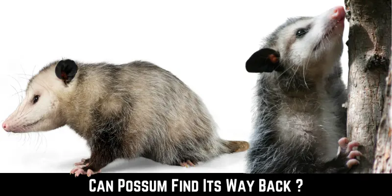 Can Possum Find Its Way Back