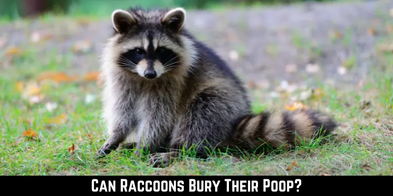 Can Raccoons Bury Their Poop