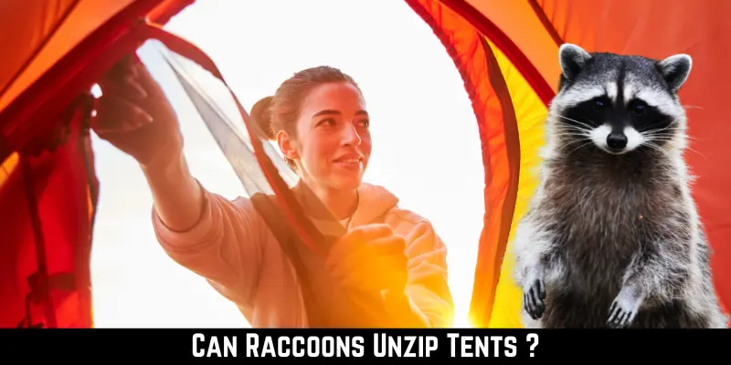Can Raccoons Unzip Tents