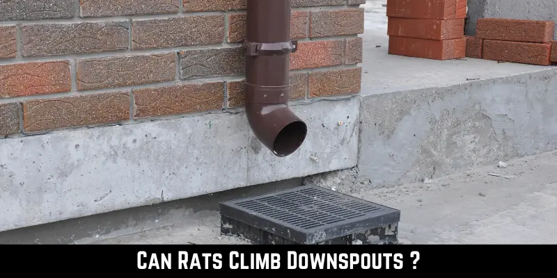 Can Rats Climb Downspouts