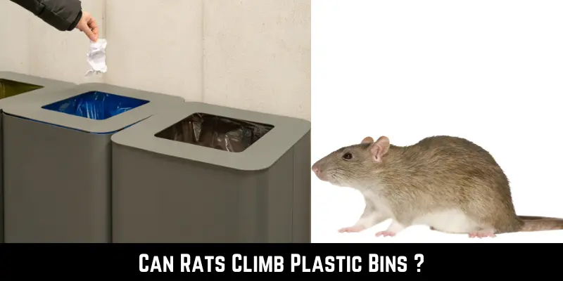 Can Rats Climb Plastic Bins