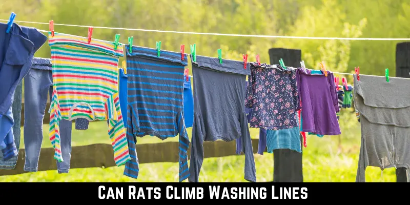 Can Rats Climb Washing Lines
