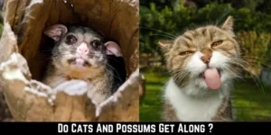 Do Cats And Possums Get Along