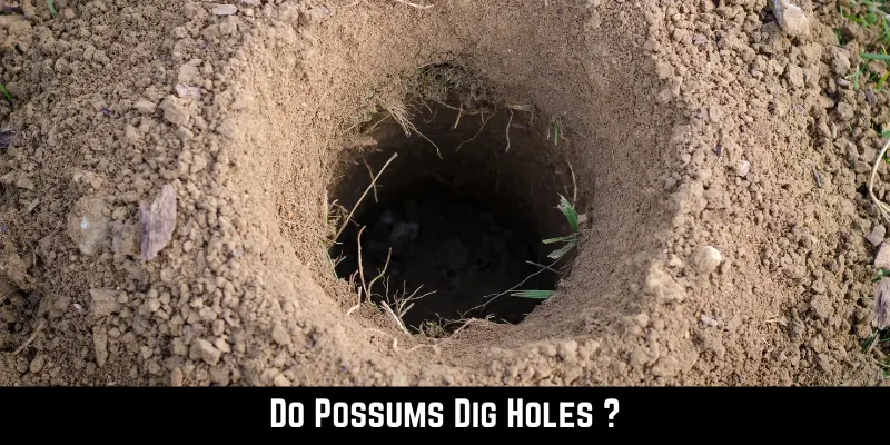 Do Possums Dig Holes