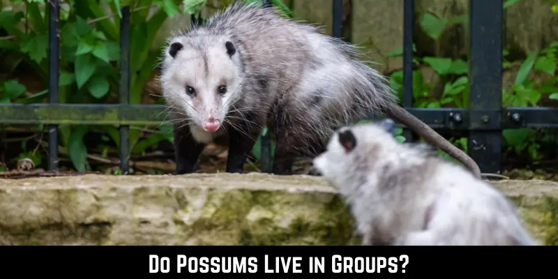 Do Possums Live in Groups