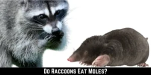 Do Raccoons Eat Moles