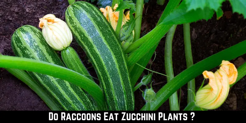 Do Raccoons Eat Zucchini Plants